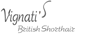 Vignati's British Shorthair